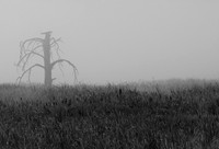 Lingering